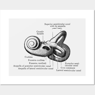 Inner Ear Anatomy Diagram Posters and Art